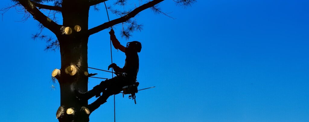 Février, c&rsquo;est le moment pour élaguer !
